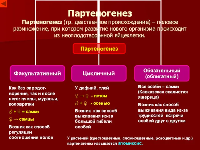 Партеногенез Партеногенез (гр. девственное происхождение) – половое размножение, при котором