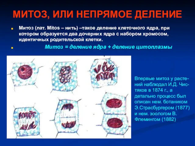 МИТОЗ, ИЛИ НЕПРЯМОЕ ДЕЛЕНИЕ Митоз (лат. Mitos – нить) –такое