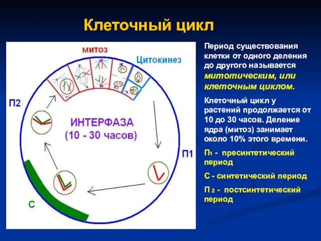 Клеточный цикл Период существования клетки от одного деления до другого