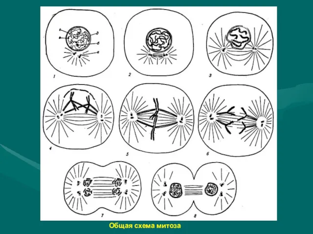 Общая схема митоза