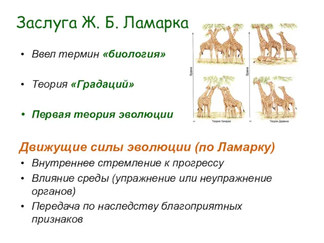 Заслуга Ж. Б. Ламарка Ввел термин «биология» Теория «Градаций» Первая