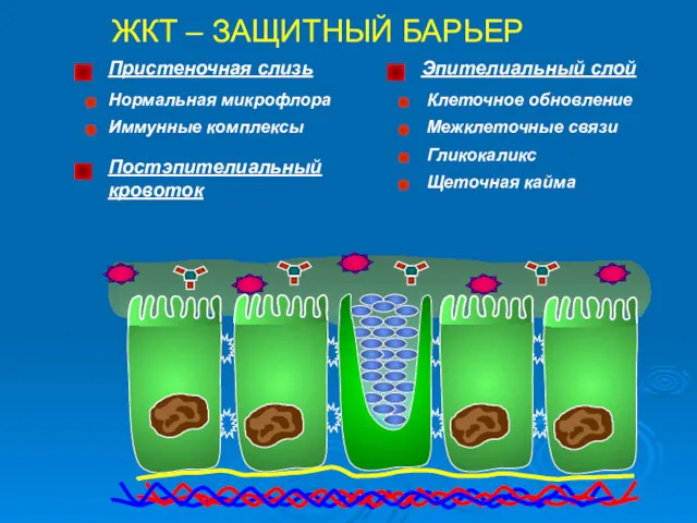 ЖКТ – ЗАЩИТНЫЙ БАРЬЕР Пристеночная слизь Иммунные комплексы Нормальная микрофлора