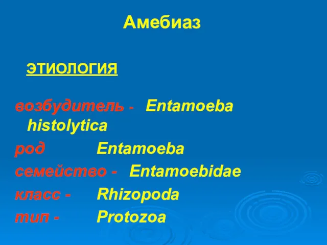 возбудитель - Entamoeba histolytica род Entamoeba семейство - Entamoebidae класс
