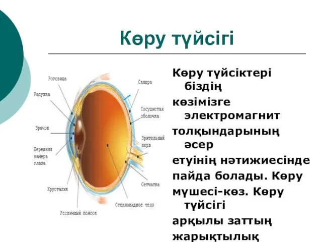 Көру түйсігі Көру түйсіктері біздің көзімізге электромагнит толқындарының әсер етуінің