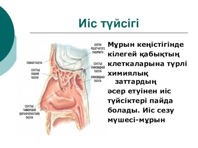 Иіс түйсігі Мұрын кеңістігінде кілегей қабықтың клеткаларына түрлі химиялық заттардың