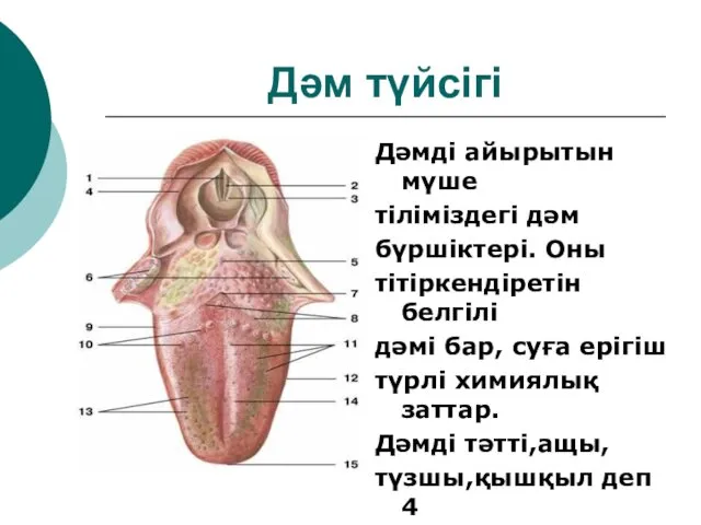 Дәм түйсігі Дәмді айырытын мүше тіліміздегі дәм бүршіктері. Оны тітіркендіретін