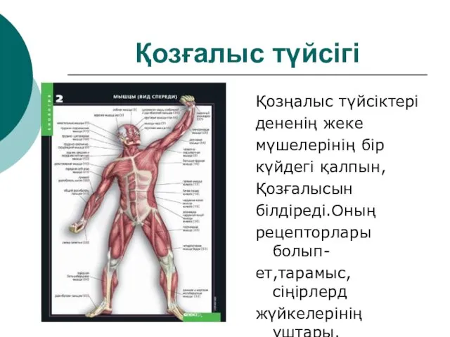 Қозғалыс түйсігі Қозңалыс түйсіктері дененің жеке мүшелерінің бір күйдегі қалпын,