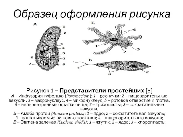 Образец оформления рисунка Рисунок 1 – Представители простейших [5] А