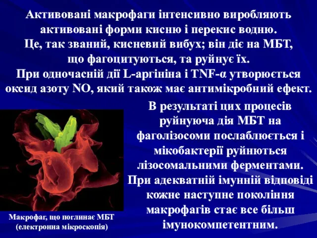 Активовані макрофаги інтенсивно виробляють активовані форми кисню і перекис водню.