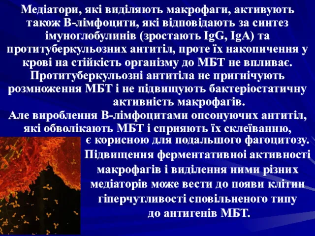 Медіатори, які виділяють макрофаги, активують також B-лімфоцити, які відповідають за