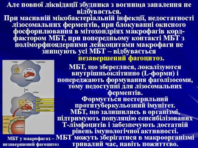 Але повної ліквідації збудника з вогнища запалення не відбувається. При