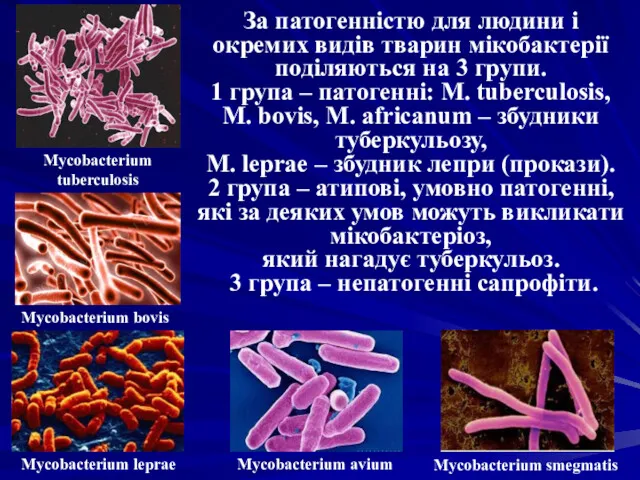 За патогенністю для людини і окремих видів тварин мікобактерії поділяються