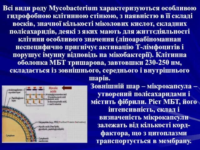 Всі види роду Mycobacterium характеризуються особливою гидрофобною клітинною стінкою, з