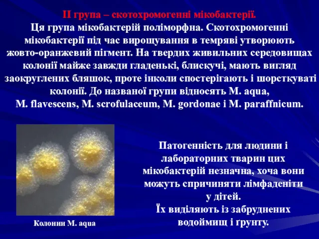 ІІ група – скотохромогенні мікобактерії. Ця група мікобактерій поліморфна. Скотохромогенні