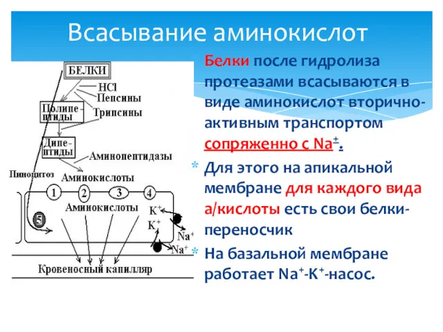 Всасывание аминокислот Белки после гидролиза протеазами всасываются в виде аминокислот