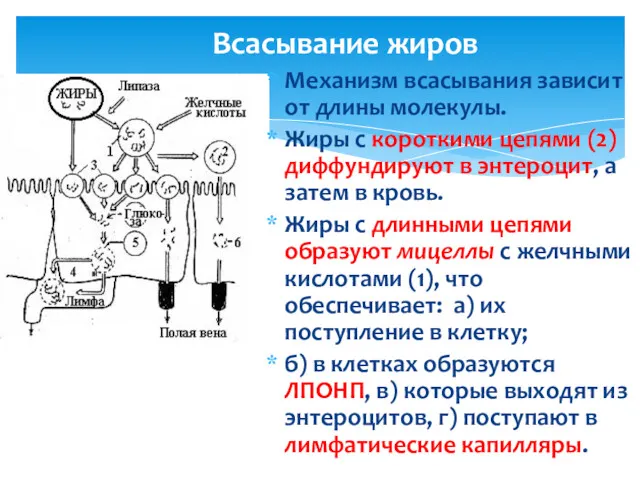 Всасывание жиров Механизм всасывания зависит от длины молекулы. Жиры с