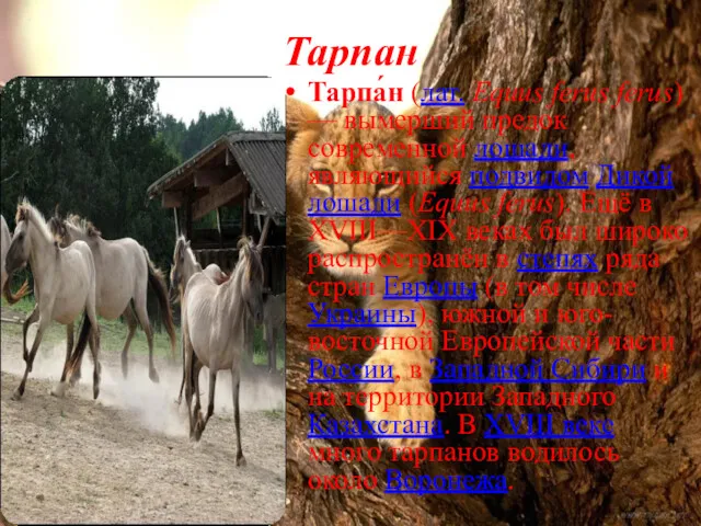 Тарпан Тарпа́н (лат. Equus ferus ferus) — вымерший предок современной лошади, являющийся подвидом