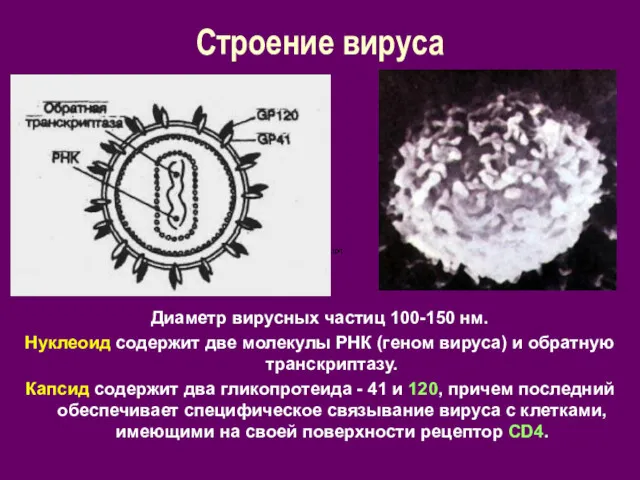 Строение вируса Диаметр вирусных частиц 100-150 нм. Нуклеоид содержит две