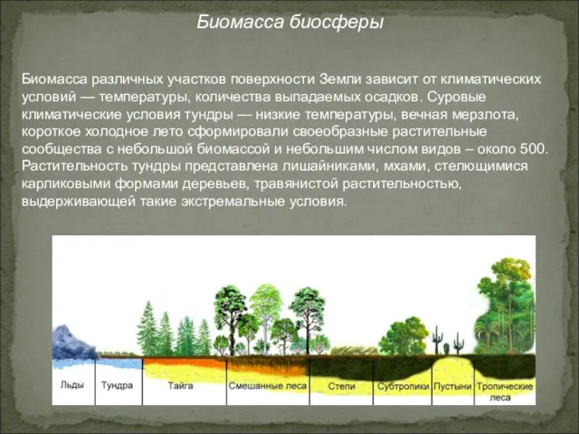 Биомасса биосферы Биомасса различных участков поверхности Земли зависит от климатических