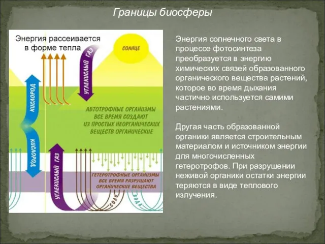 Границы биосферы Энергия солнечного света в процессе фотосинтеза преобразуется в