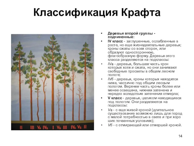 Классификация Крафта Деревья второй группы - подчиненные: IV класс -