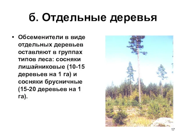 б. Отдельные деревья Обсеменители в виде отдельных деревьев оставляют в
