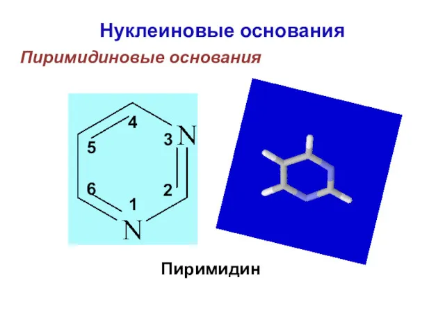 Пиримидин Нуклеиновые основания 6 5 4 3 2 1 Пиримидиновые основания