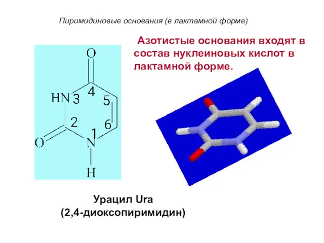 Пиримидиновые основания (в лактамной форме) Урацил Ura (2,4-диоксопиримидин) Азотистые основания