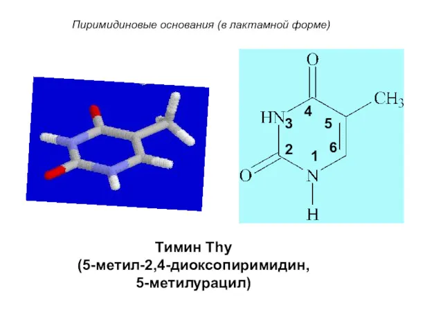 Тимин Thy (5-метил-2,4-диоксопиримидин, 5-метилурацил) Пиримидиновые основания (в лактамной форме) 6 5 4 3 1 2