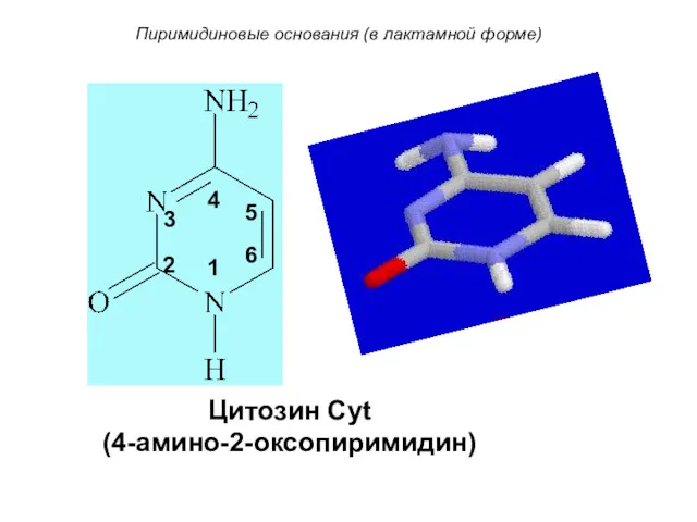 Цитозин Cyt (4-амино-2-оксопиримидин) Пиримидиновые основания (в лактамной форме) 6 5 4 3 2 1