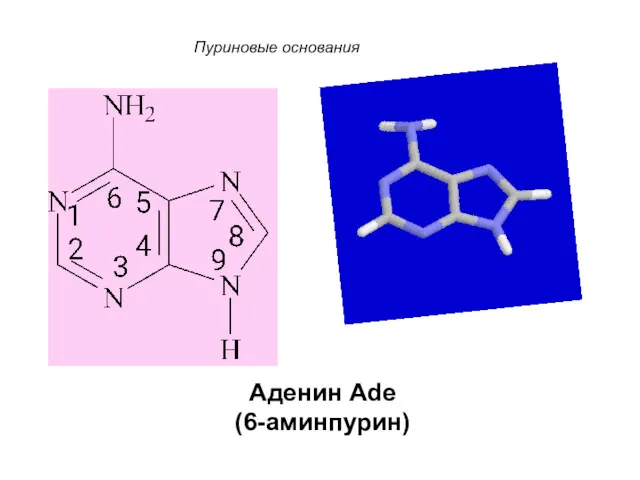 Пуриновые основания Аденин Ade (6-аминпурин)