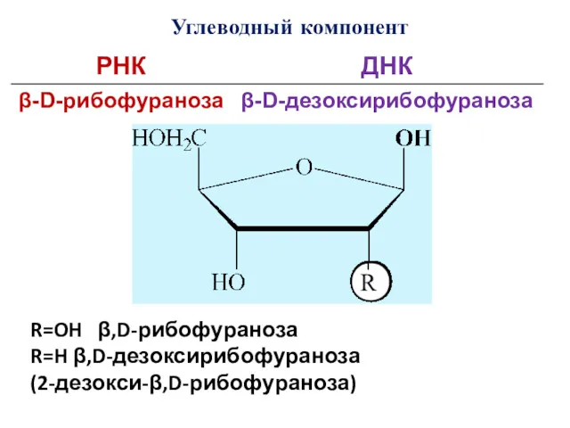 Углеводный компонент R=OH β,D-рибофураноза R=H β,D-дезоксирибофураноза (2-дезокси-β,D-рибофураноза)