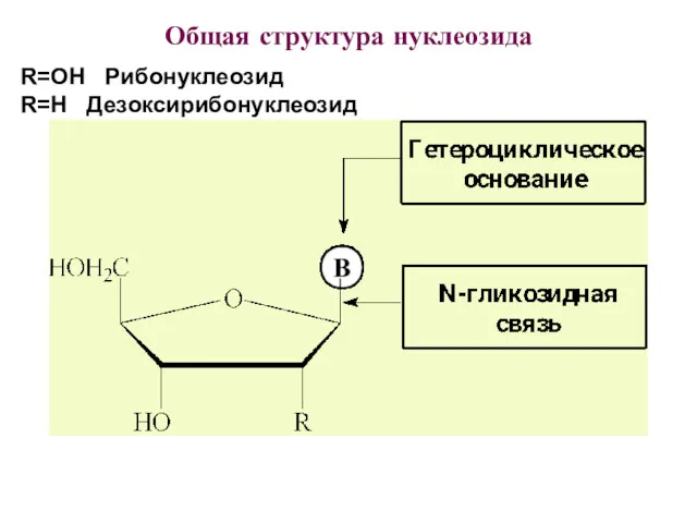 R=OH Рибонуклеозид R=H Дезоксирибонуклеозид Общая структура нуклеозида