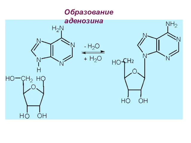 Образование аденозина CH2