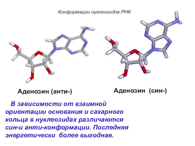 Аденозин (анти-) Аденозин (син-) Конформации нуклеозидов РНКación В зависимости от