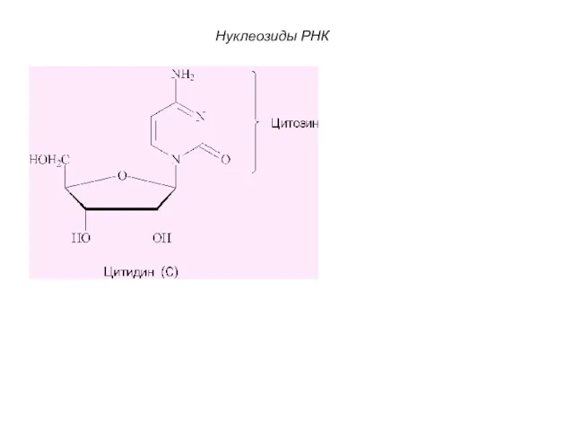 Нуклеозиды РНК