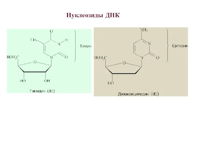 Нуклеозиды ДНК