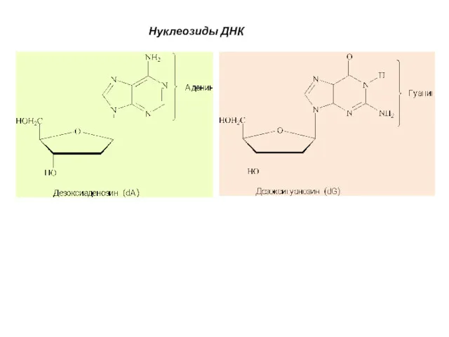 Нуклеозиды ДНК