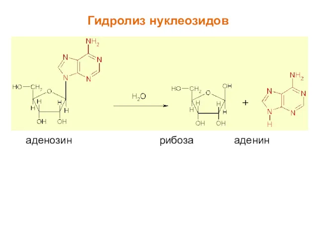 Гидролиз нуклеозидов аденозин рибоза аденин