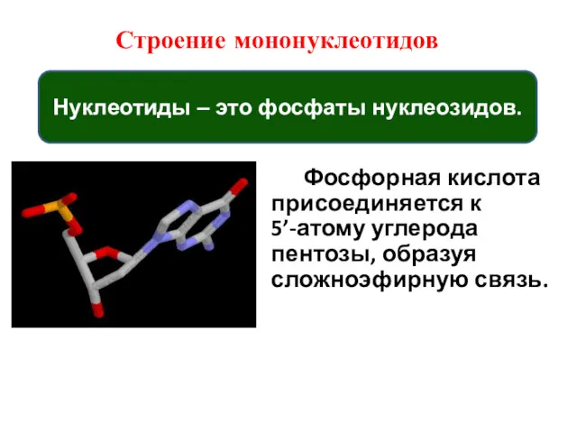 Фосфорная кислота присоединяется к 5’-атому углерода пентозы, образуя сложноэфирную связь.
