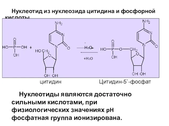 Нуклеотид из нуклеозида цитидина и фосфорной кислоты цитидин Цитидин-5`-фосфат -Н2О