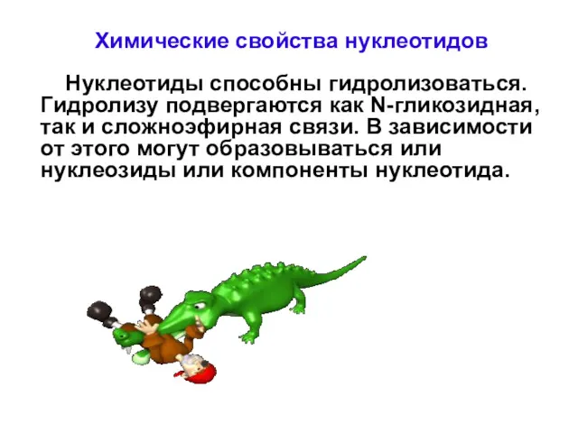 Химические свойства нуклеотидов Нуклеотиды способны гидролизоваться. Гидролизу подвергаются как N-гликозидная,