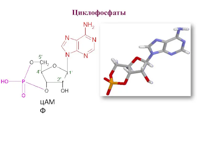 цAMФ Циклофосфаты