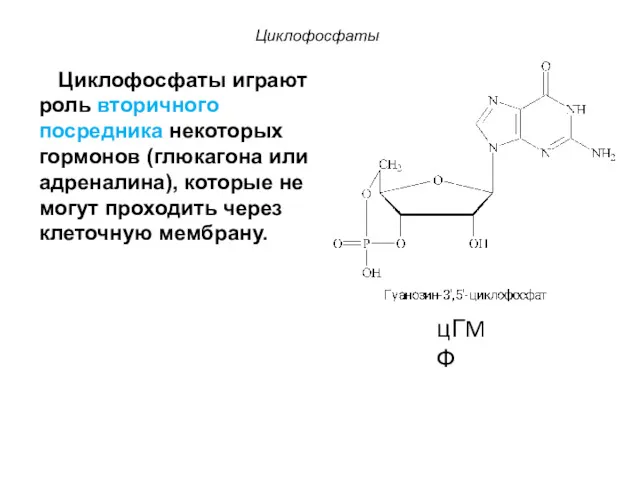цГMФ Циклофосфаты играют роль вторичного посредника некоторых гормонов (глюкагона или