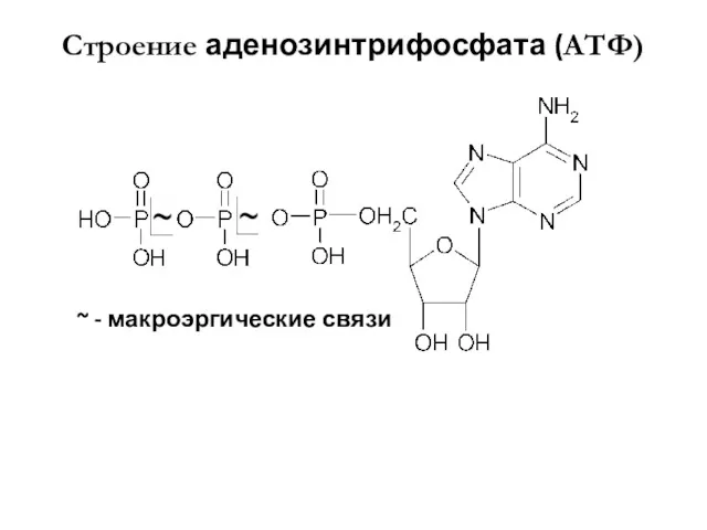 Строение аденозинтрифосфата (АТФ) ~ - макроэргические связи