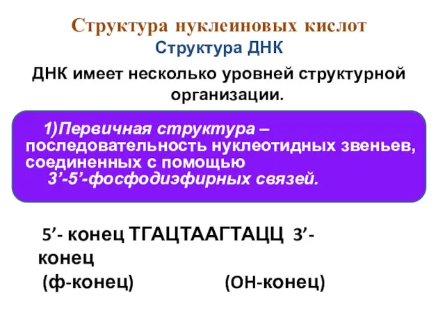 ДНК имеет несколько уровней структурной организации. 5’- конец ТГАЦТААГТАЦЦ 3’-конец