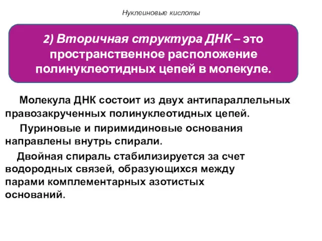 Нуклеиновые кислоты Молекула ДНК состоит из двух антипараллельных правозакрученных полинуклеотидных