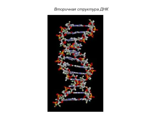 Вторичная структура ДНК