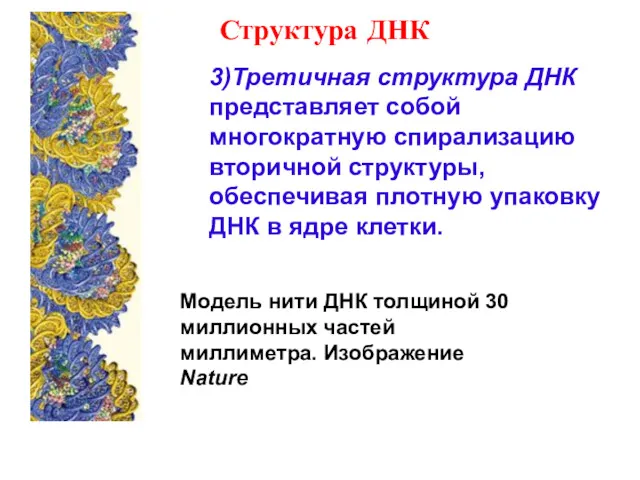 3)Третичная структура ДНК представляет собой многократную спирализацию вторичной структуры, обеспечивая