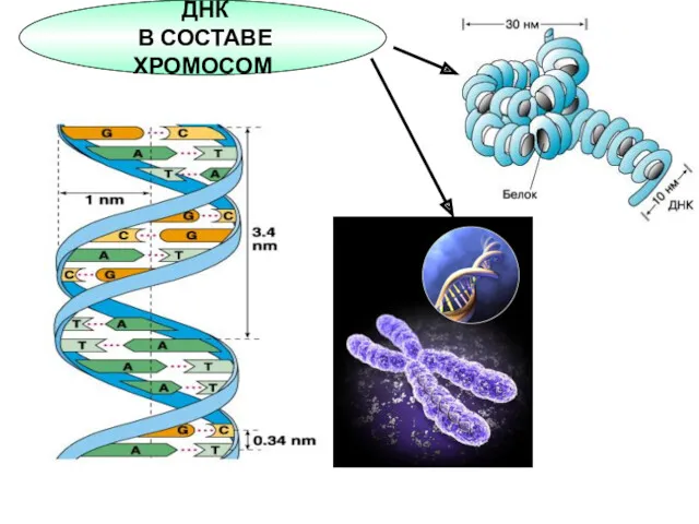 ДНК В СОСТАВЕ ХРОМОСОМ